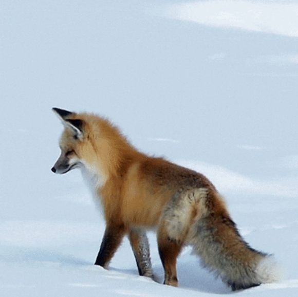 Meet your Posher, Tricia - Picture 2 of 3